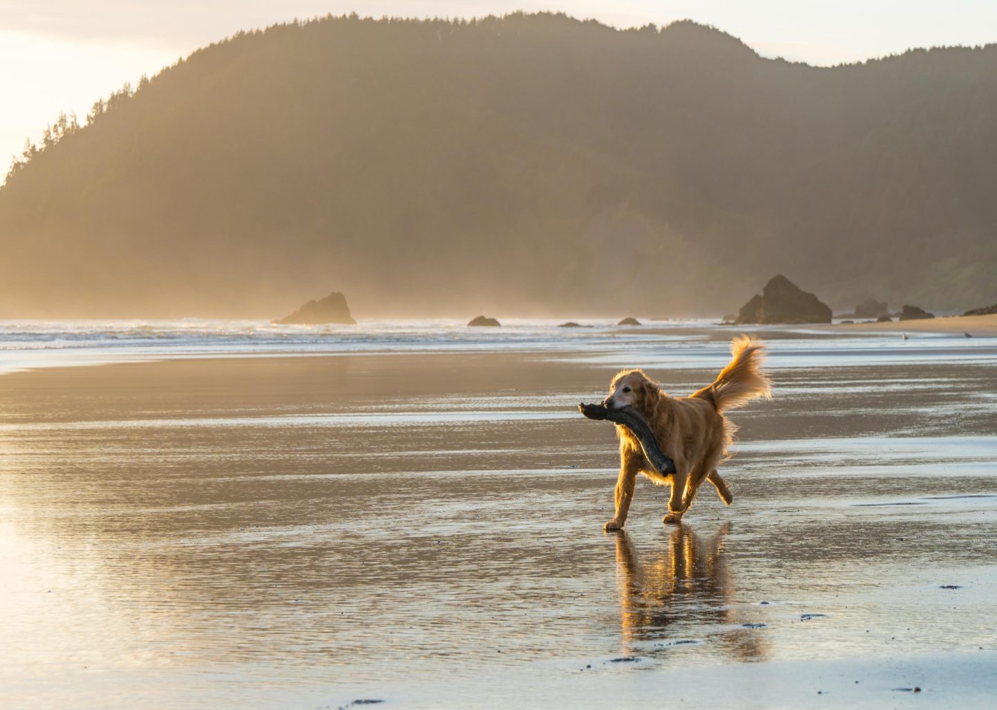 Dog walking at the beach