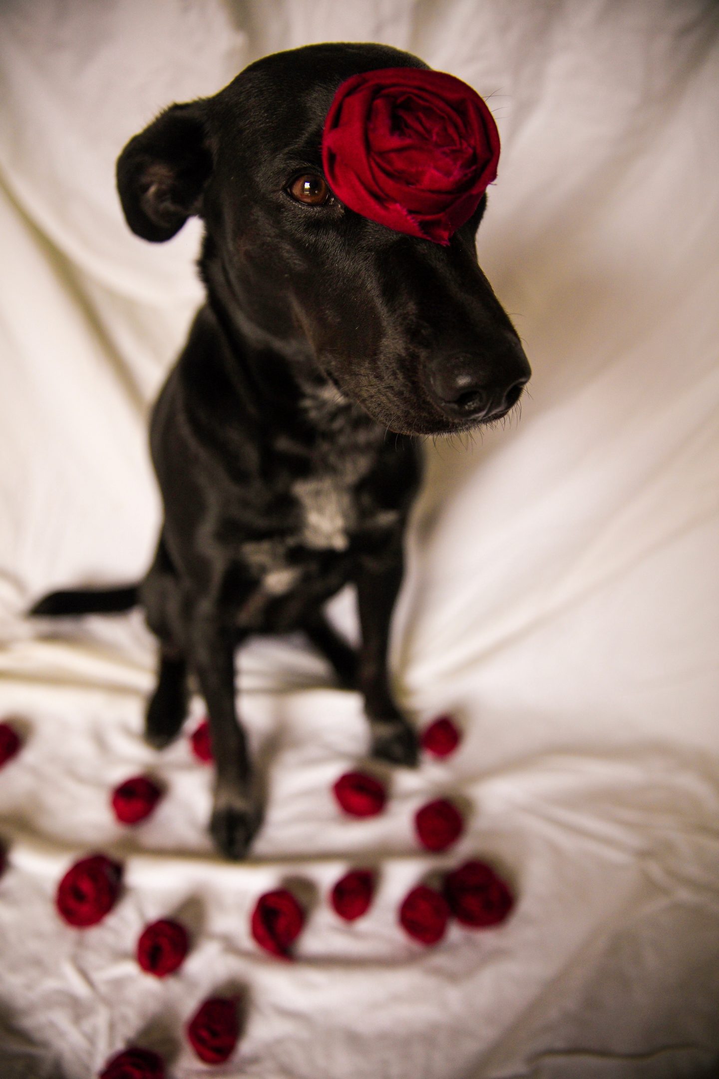 black dog with flower on his head