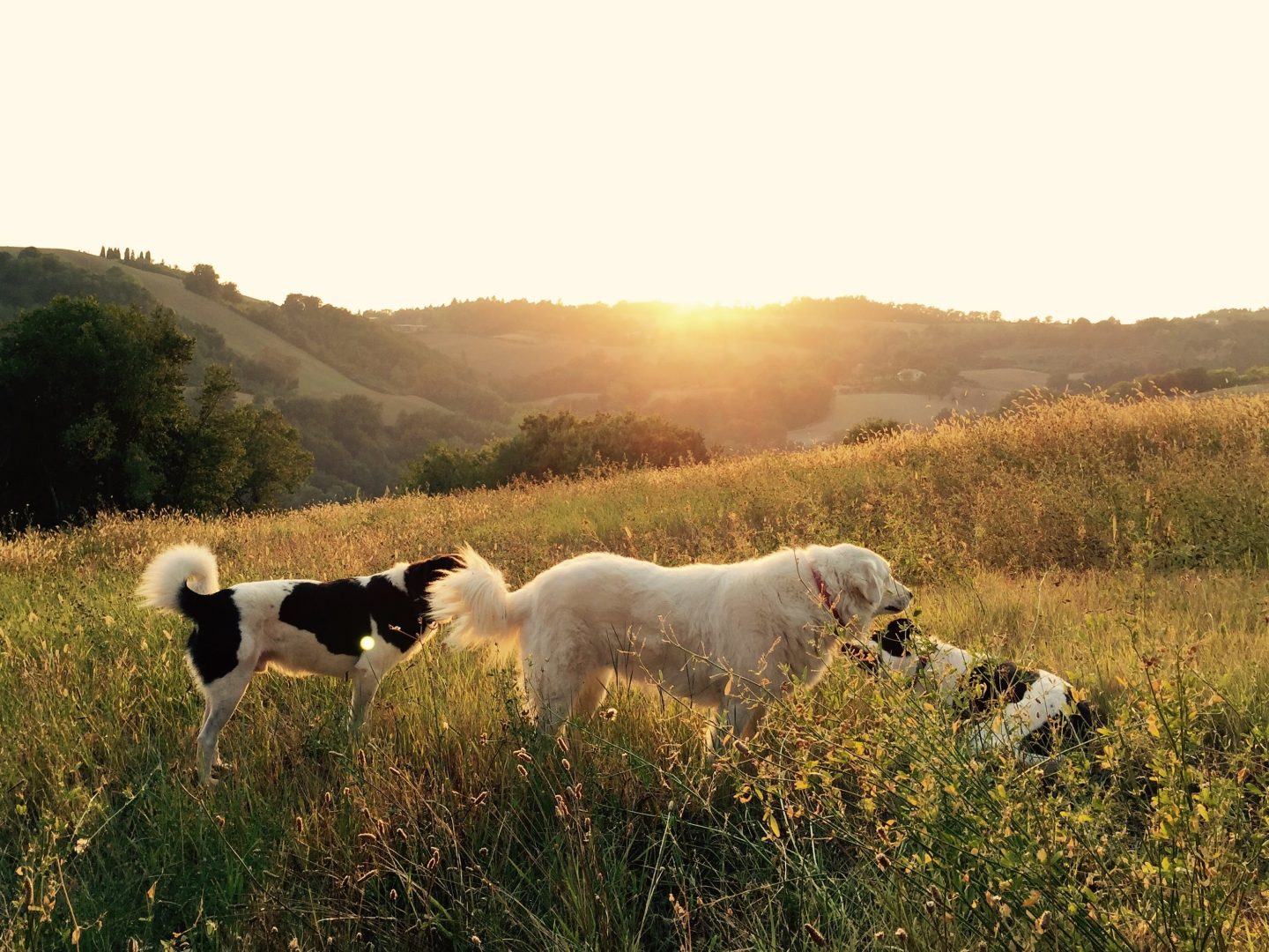 3 dogs with the sunset