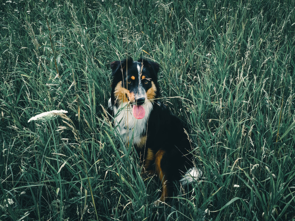 Dog hiding on the grass
