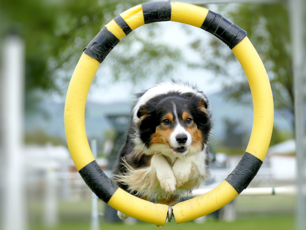 Dog jumping on the circle