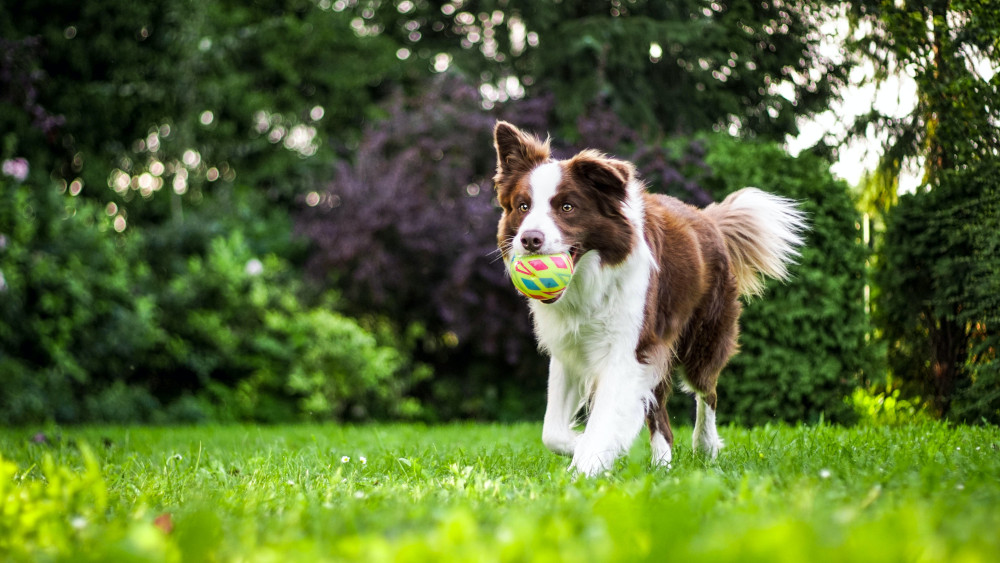 Dog playing the ball