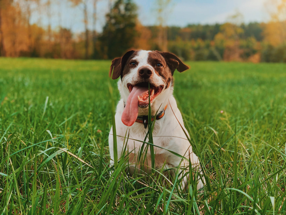 Dog on the grass