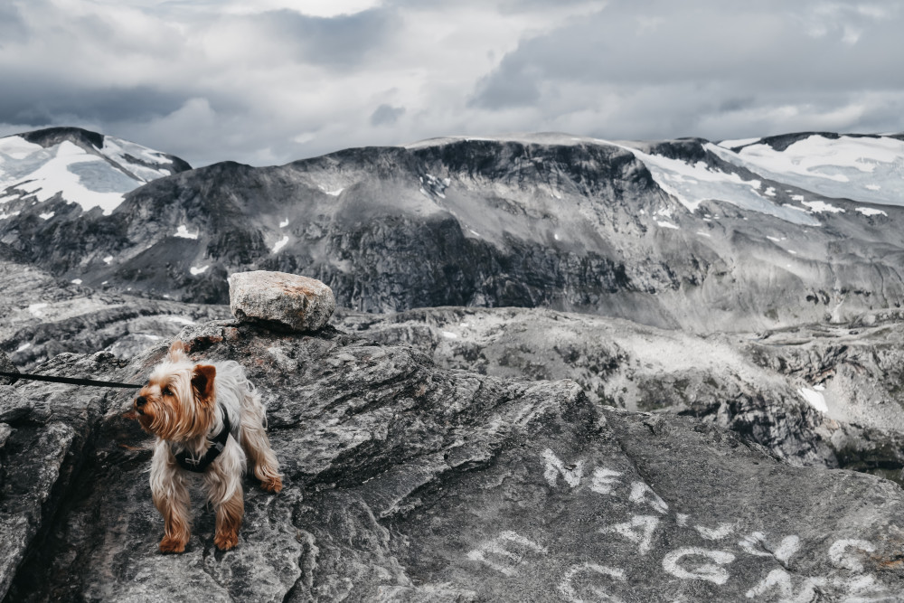 Dog mountain climbing