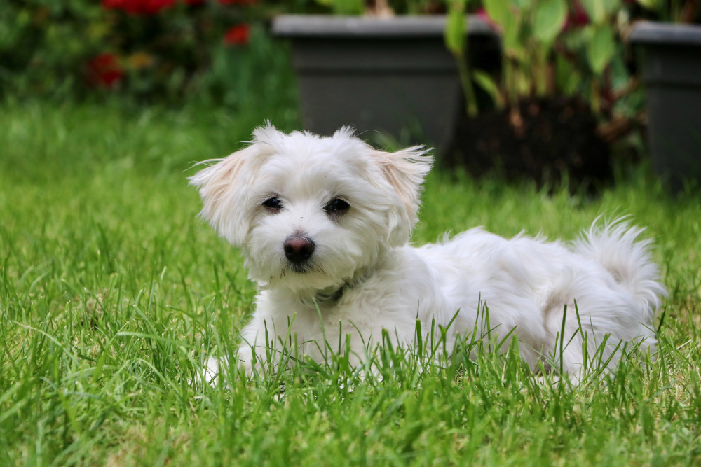 white puppy sitting on green grass