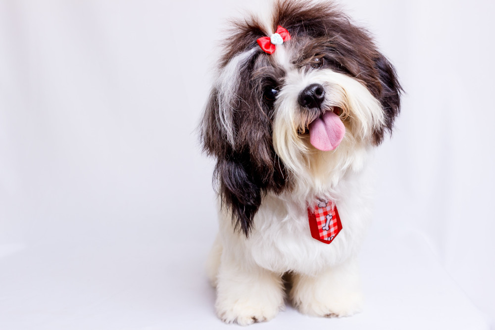 puppy with red ribbon on hair and tongue out