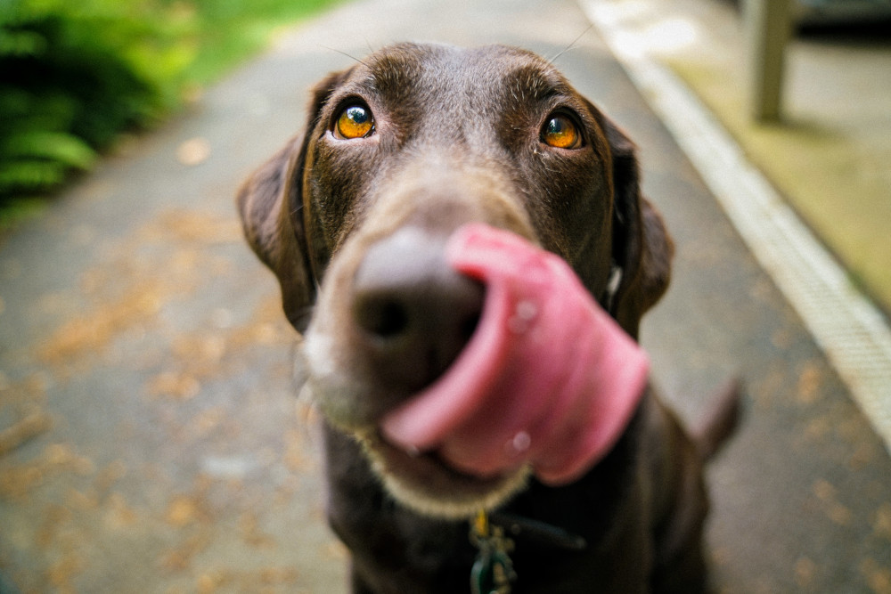 dog with tongue sticking out