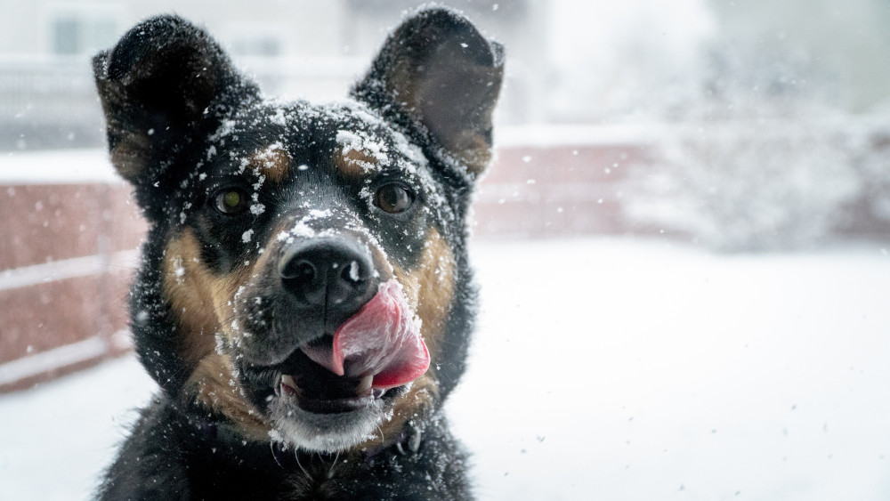 dog taste the snow