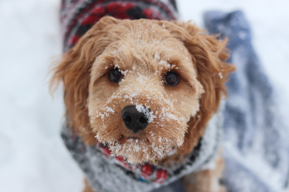Dog in snow season