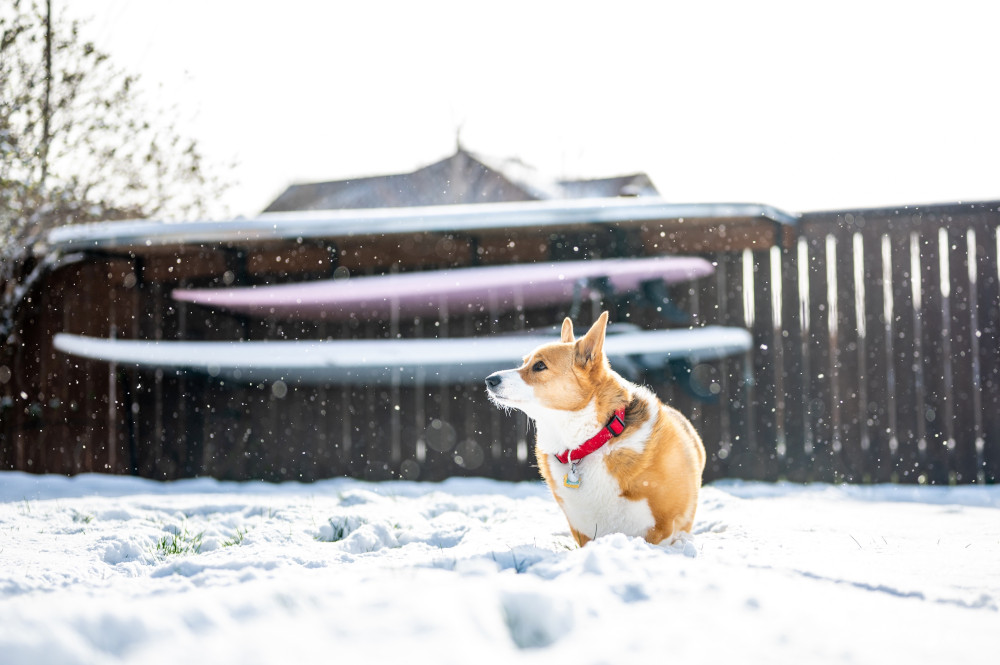Dog playing snow