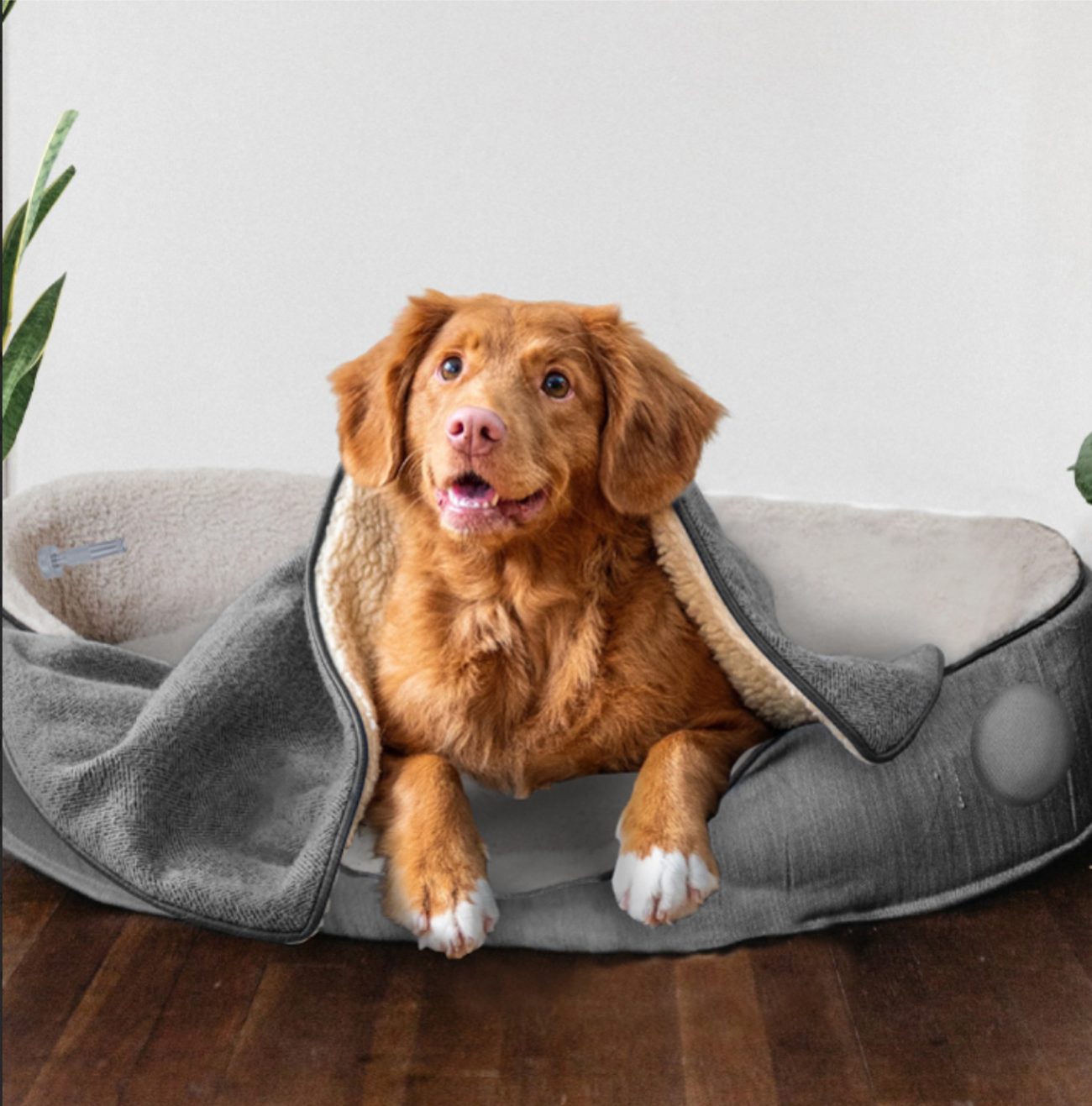 How to Keep Your Dog Calm During Summer Thunderstorms