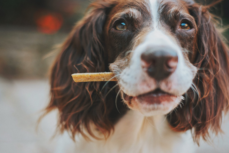 Dog eating chews