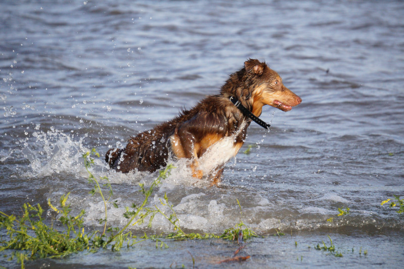 What should you do if your dog has encountered blue-green algae?