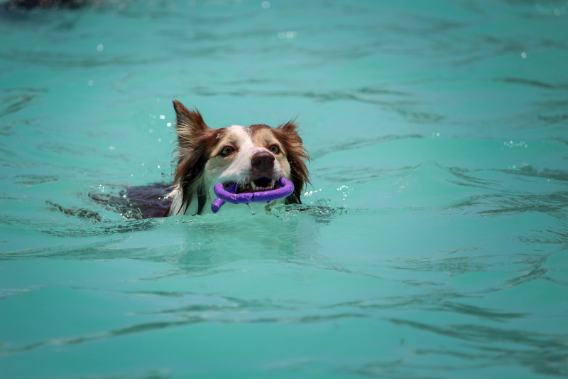 Dog playing on the water