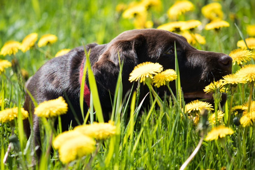 Dog lay down on the grass flowers