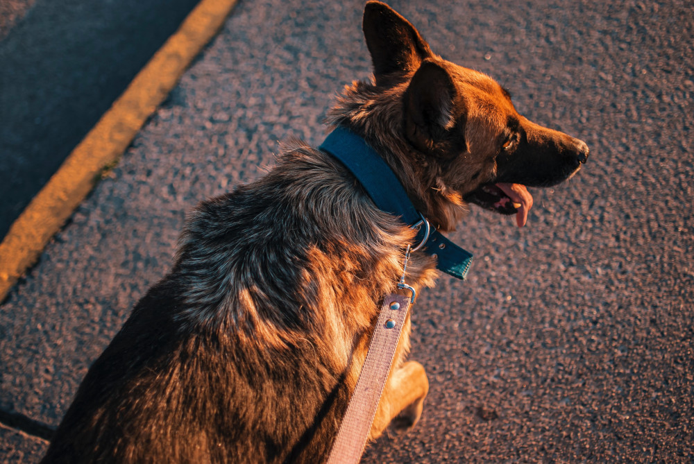 Avoid walking your dog during the warmest part of the day