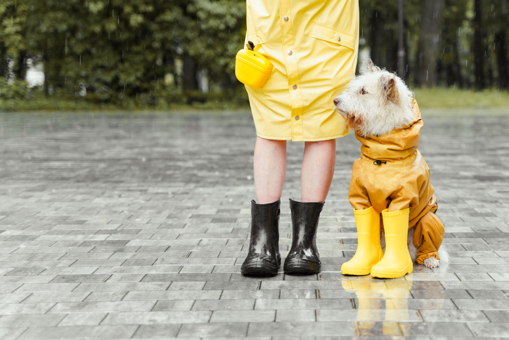Dog Wear A Rain Coat