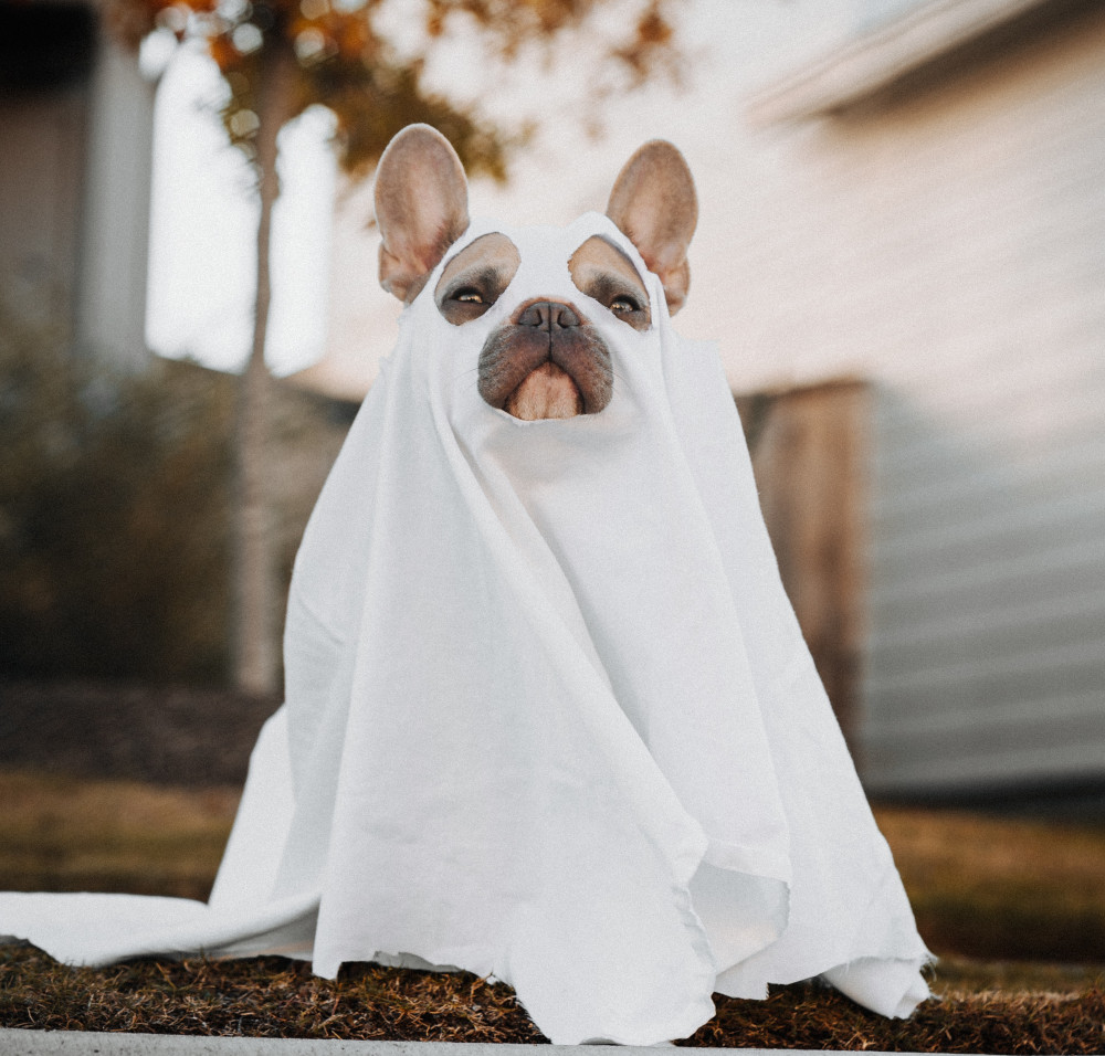 dog Halloween costumes