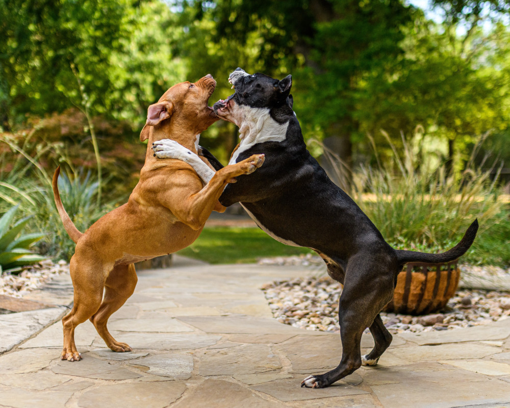 Bully dog fighting
