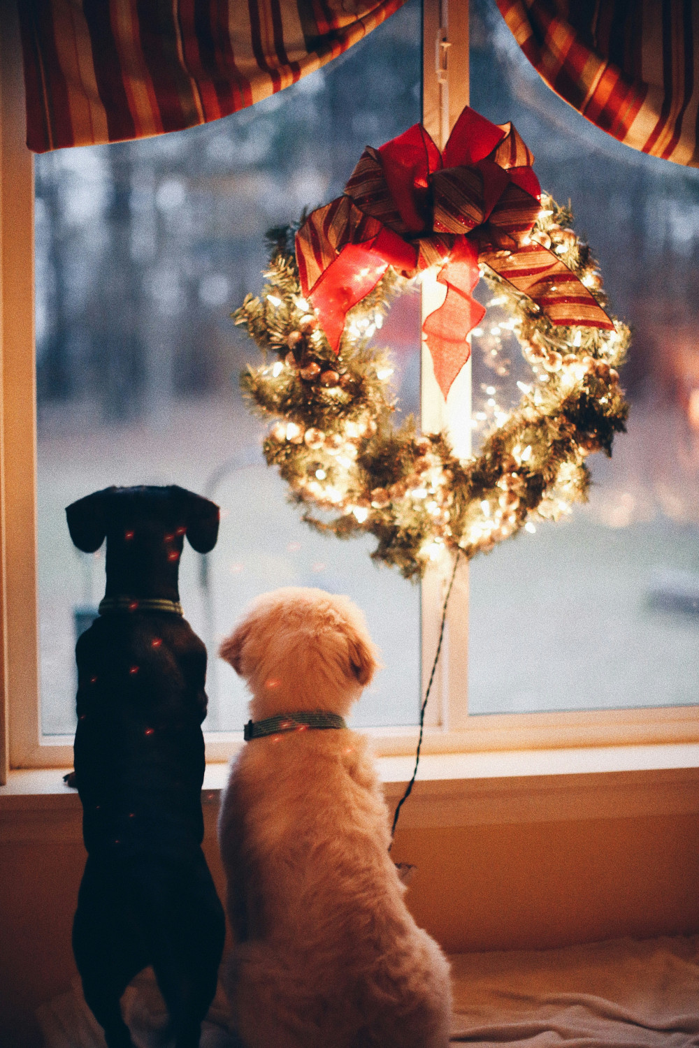 Edible Decorations Can Make Your Dog Sick