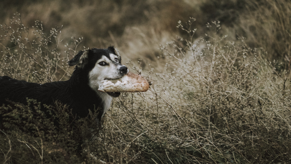 Can dogs eat mushrooms?