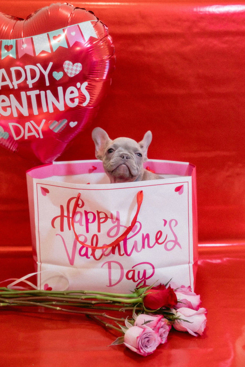 Valentine's Day Celebration for You and Your Dog