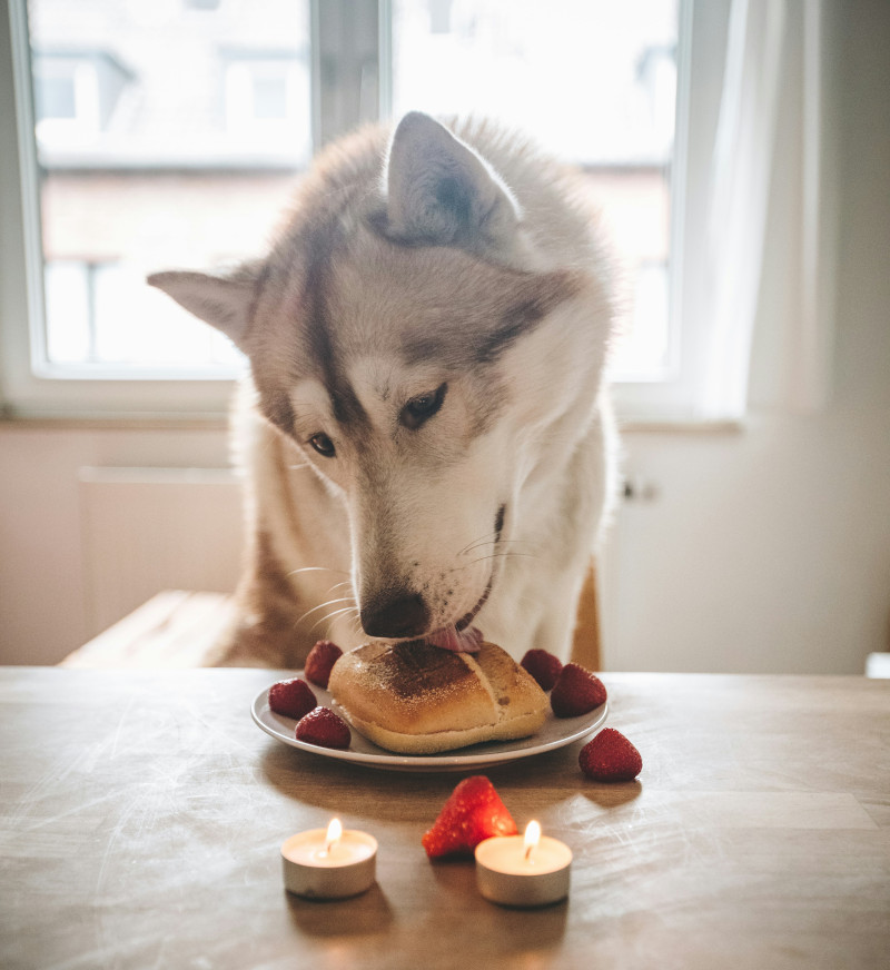 Prepare a Special Doggy Feast